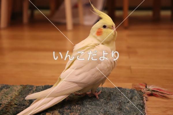 迷い鳥の写真