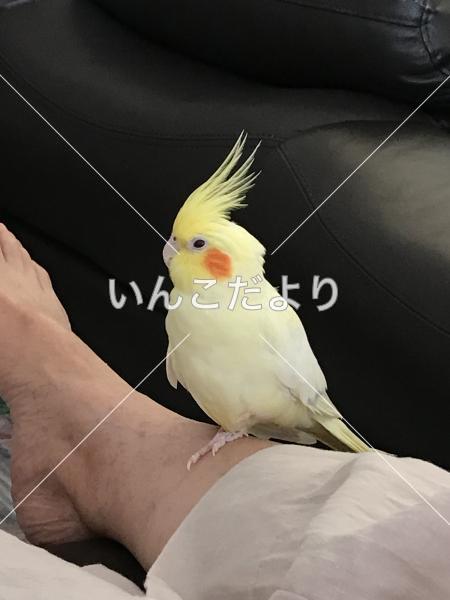 迷い鳥の写真