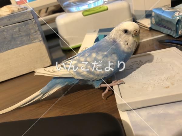 迷い鳥の写真