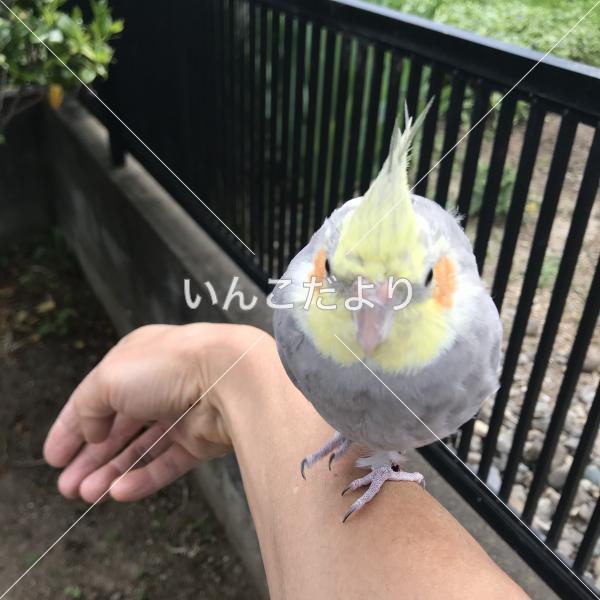 保護鳥の写真