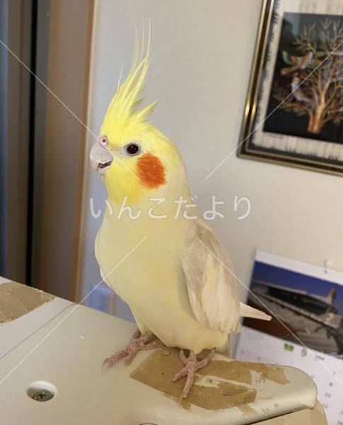迷い鳥の写真