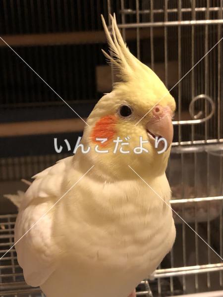 迷い鳥の写真