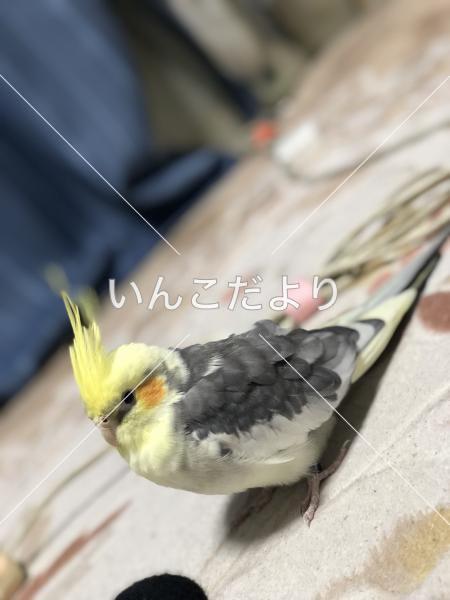 迷い鳥の写真