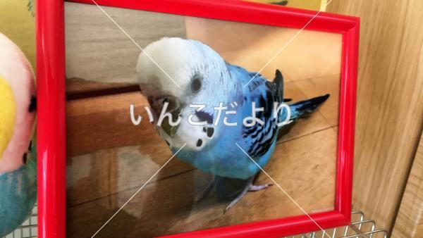 迷い鳥の写真