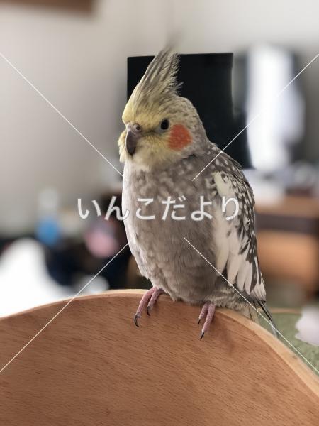 迷い鳥の写真