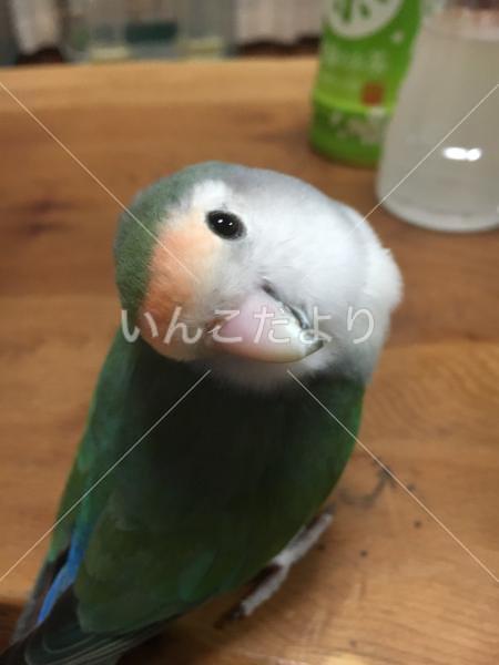 迷い鳥の写真