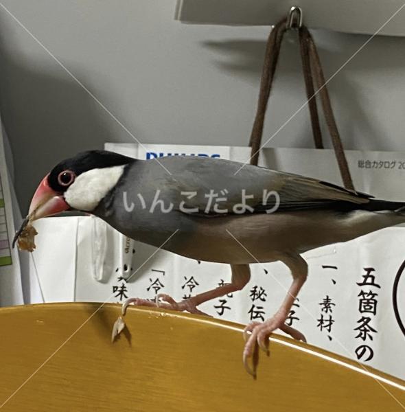 迷い鳥の写真