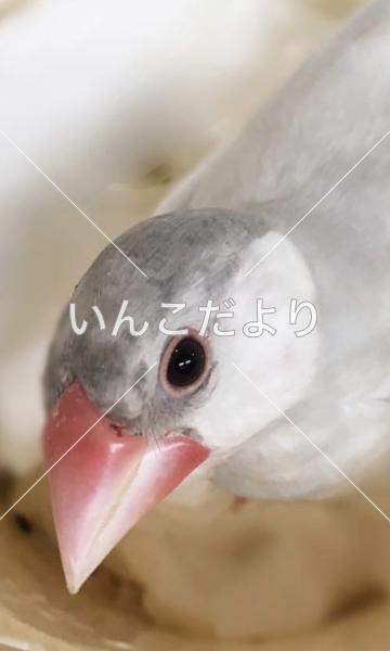 迷い鳥の写真