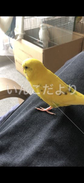 迷い鳥の写真