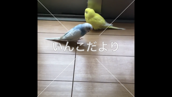 迷い鳥の写真