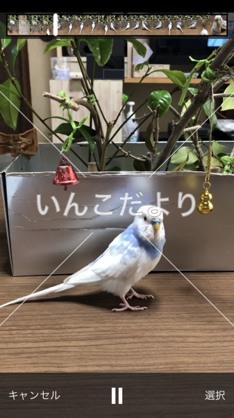 迷い鳥の写真