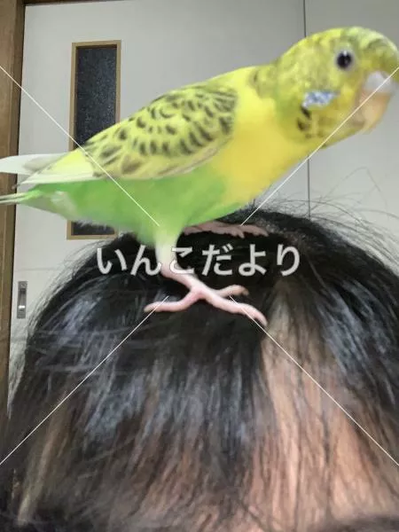迷い鳥の写真