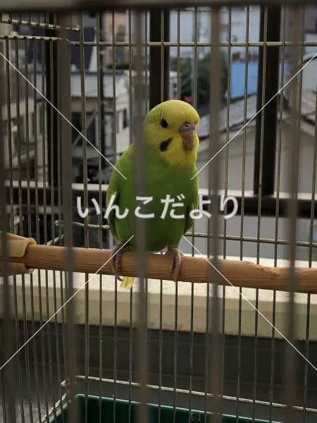 保護鳥の写真