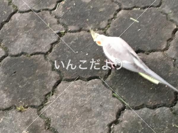 保護鳥の写真