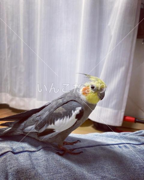 迷い鳥の写真