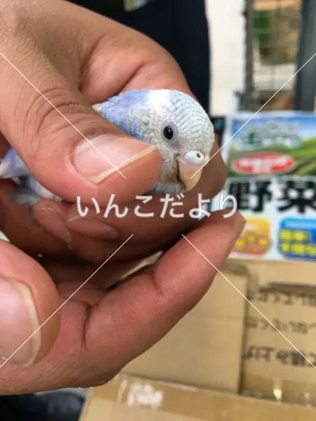 保護鳥の写真