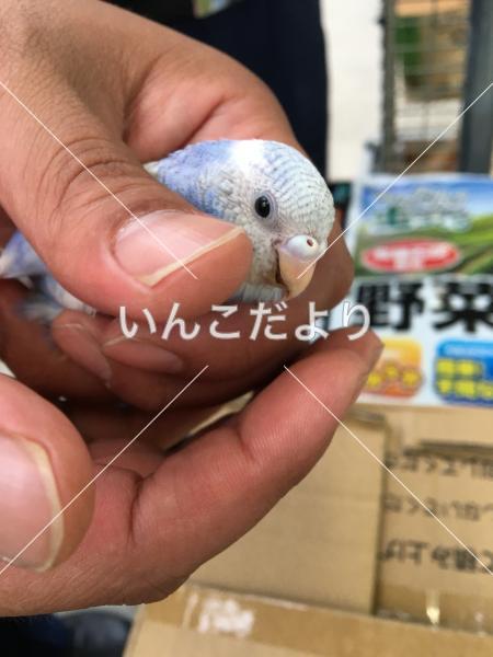 保護鳥の写真