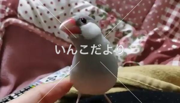 迷い鳥の写真
