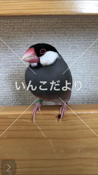 迷い鳥の写真