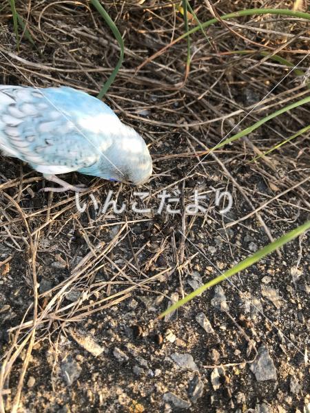 迷い鳥の写真