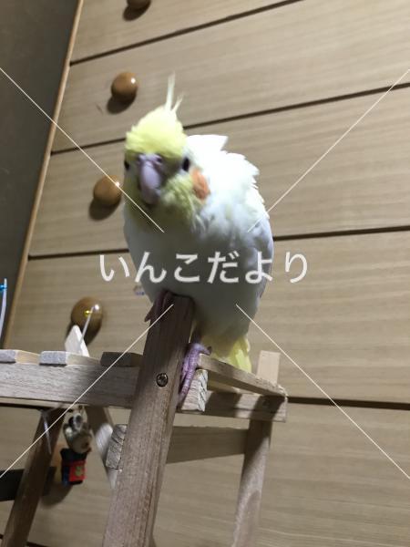 迷い鳥の写真