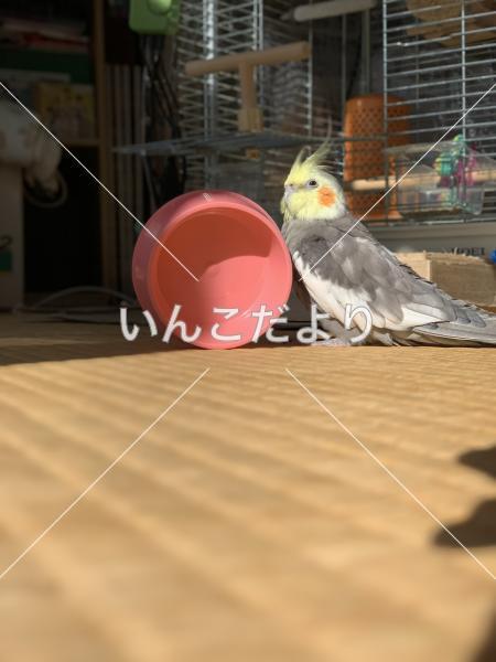 迷い鳥の写真