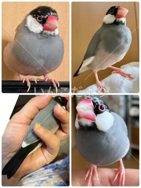 迷い鳥の写真