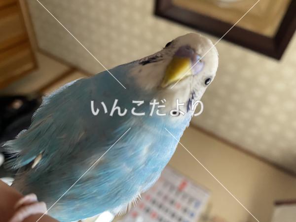 迷い鳥の写真