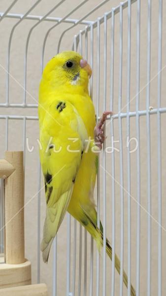 保護鳥の写真
