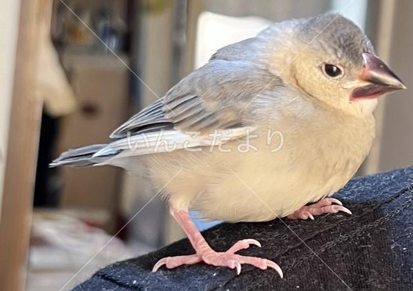 保護鳥の写真
