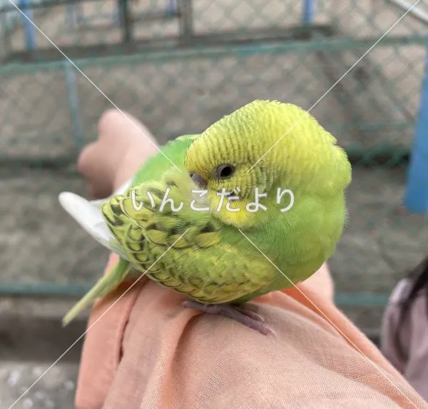 保護鳥の写真