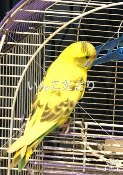保護鳥の写真