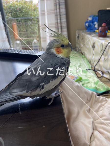 迷い鳥の写真