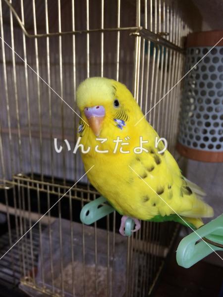 迷い鳥の写真