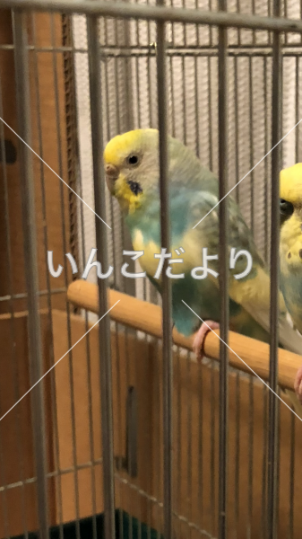 迷い鳥の写真