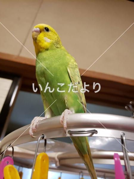 迷い鳥の写真