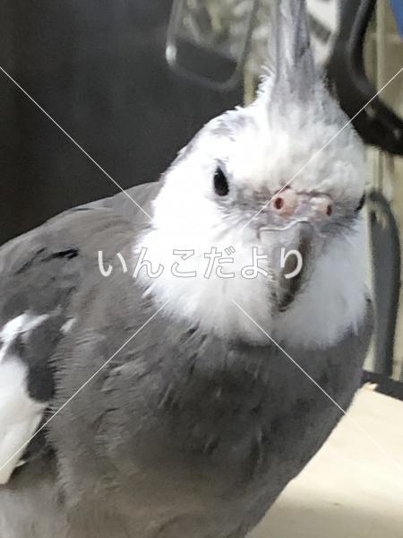 迷い鳥の写真