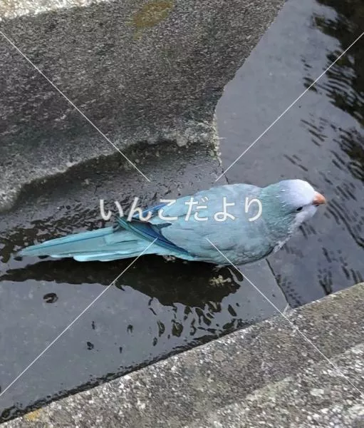 保護鳥の写真