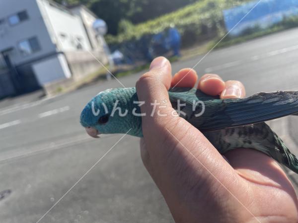 迷い鳥の写真