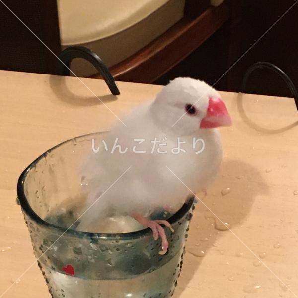 迷い鳥の写真