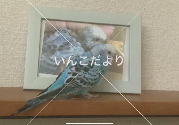 迷い鳥の写真