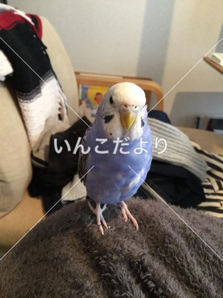 迷い鳥の写真