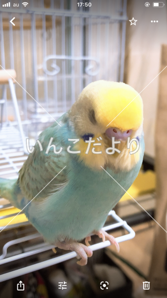 迷い鳥の写真