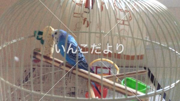 迷い鳥の写真