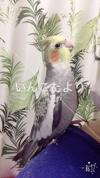 迷い鳥の写真