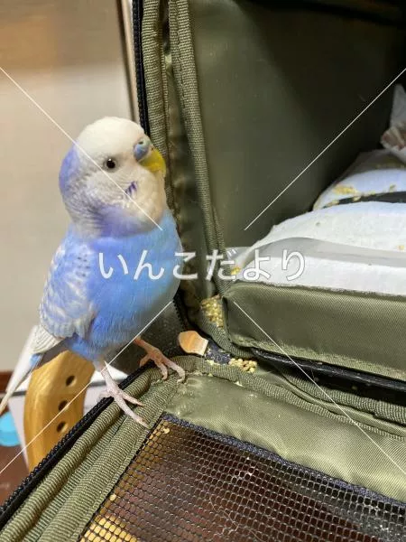 保護鳥の写真