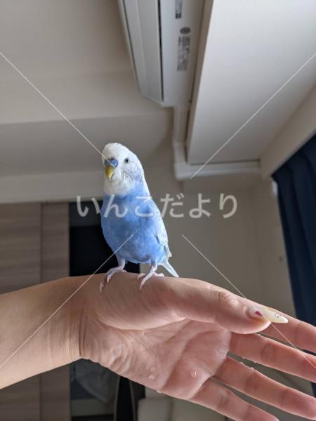 迷い鳥の写真