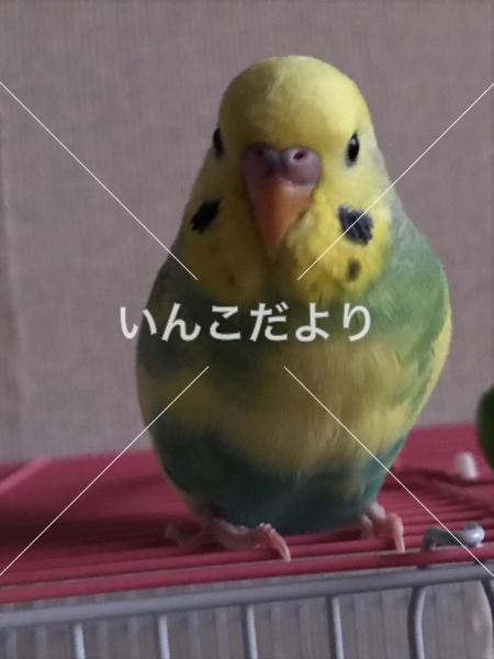 迷い鳥の写真