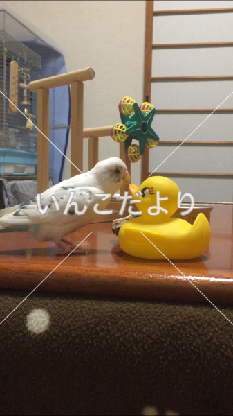 迷い鳥の写真