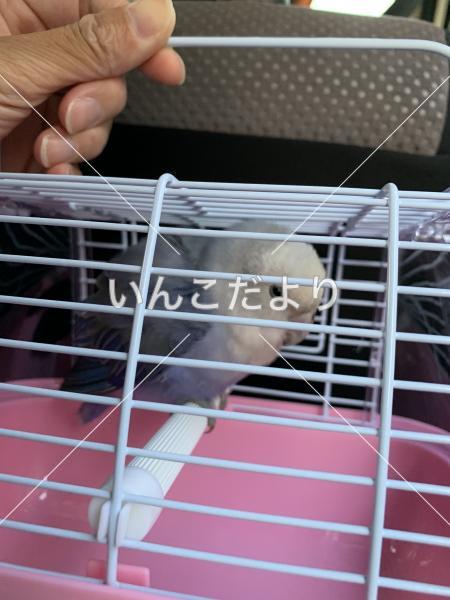 保護鳥の写真